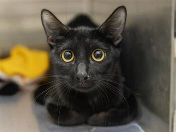JJ -  Domestic Short Hair Cat for Adoption in Phoenix, Arizona - JJ | PetCurious