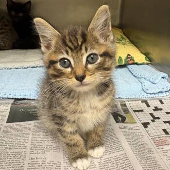 Italian Chopped Salad (Purple Collar) -  Domestic Short Hair Cat for Adoption in Winston-salem, North Carolina - Italian Chopped Salad (Purple Collar) | PetCurious