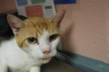 CRUE -  Domestic Short Hair Cat for Adoption in Columbia, South Carolina - CRUE | PetCurious