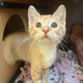 Lucanis -  Domestic Short Hair Cat for Adoption - Lucanis | PetCurious