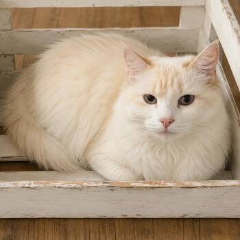 Paisley -  Domestic Long Hair and Persian Cat for Adoption in Tucson, Arizona - Paisley | PetCurious