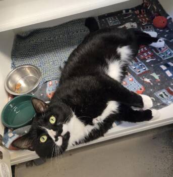 Mikey -  Domestic Medium Hair Cat for Adoption in Bellingham, Washington - Mikey | PetCurious