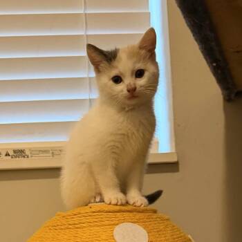 Dolly Parton -  Domestic Long Hair Cat for Adoption in Delaware, Ohio - Dolly Parton | PetCurious