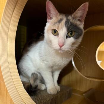 Rescue Domestic Short Hair Cats for Adoption - Layla | PetCurious