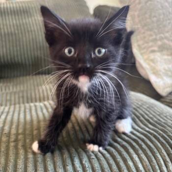 Tart -  Domestic Short Hair Cat for Adoption in Goleta, California - Tart | PetCurious