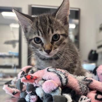 Domestic Medium Hair Cats Available for Adoption in Oak Brook, Illinois - Dew Drop | PetCurious