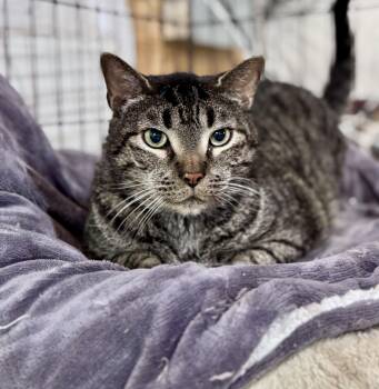 Domestic Short Hair Cats Available for Adoption - Moose | PetCurious