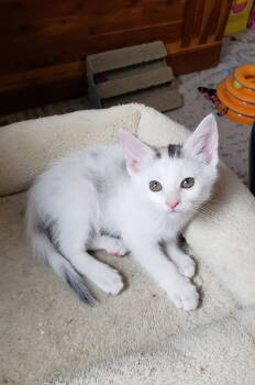 Rescue Calico and Domestic Short Hair Cats for Adoption in Cincinnati, Ohio - Pixie | PetCurious