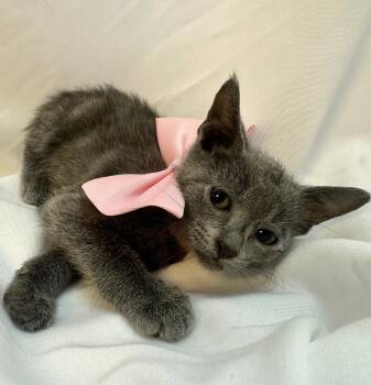 Russian Blue Cats Available for Adoption in Margate, Florida - ALEXANDRA | PetCurious