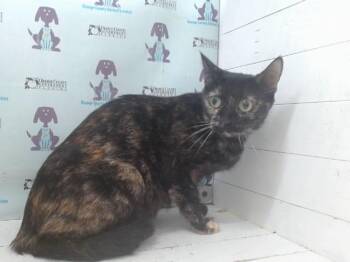 ISABELLA -  Domestic Short Hair Cat for Adoption in Orlando, Florida - ISABELLA | PetCurious