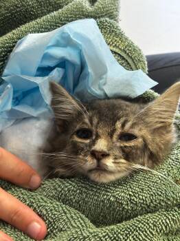 Southerland cat 14 -  Domestic Medium Hair Cat for Adoption in Morgantown, Kentucky - Southerland Cat 14 | PetCurious