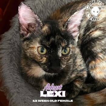 Lexi -  Tortoiseshell Cat for Adoption in Wilmington, North Carolina - Lexi | PetCurious