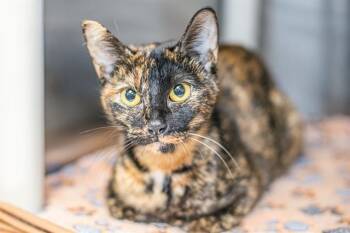 Domestic Short Hair Cats Available for Adoption - YAMI | PetCurious