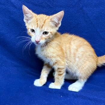 Scott -  Domestic Short Hair Cat for Adoption in Valdosta, Georgia - Scott | PetCurious