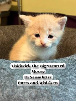 Domestic Short Hair Cats Available for Adoption in New Hartford, New York - Thidwick The Big-Hearted Moose | PetCurious