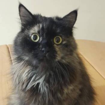 Rescue Himalayan and Domestic Long Hair Cats for Adoption in Brampton, Ontario - Ellie | PetCurious