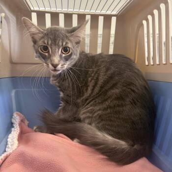 Yacht -  Domestic Short Hair Cat for Adoption in Houston, Texas - Yacht | PetCurious