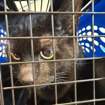 Domestic Short Hair Cats Available for Adoption - Salem | PetCurious