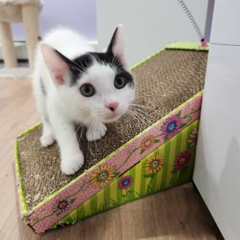 Rescue Domestic Short Hair Cats for Adoption in Portage, Michigan - Benny | PetCurious