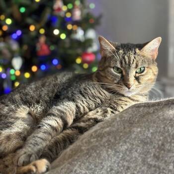 Annie -  Domestic Short Hair Cat for Adoption in Cumming, Georgia - Annie | PetCurious