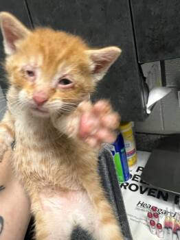 Rescue Domestic Short Hair Cats for Adoption in Henderson, North Carolina - Noodle | PetCurious