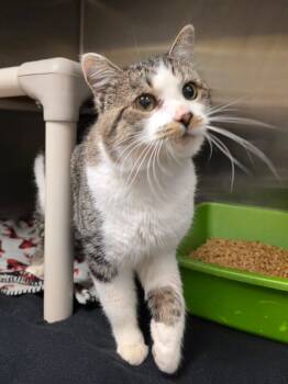 Rescue Domestic Short Hair Cats for Adoption in Johnson City, Tennessee - JC (Reston) | PetCurious