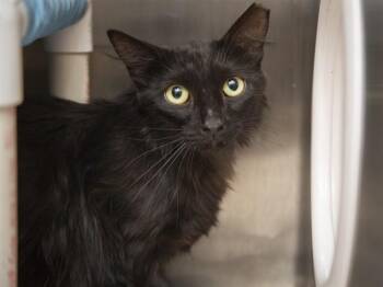 Domestic Short Hair Cats Available for Adoption in Phoenix, Arizona - COLTON | PetCurious
