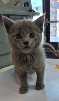E.T. -  Domestic Short Hair Cat for Adoption in Chattanooga, Tennessee - E.T. | PetCurious