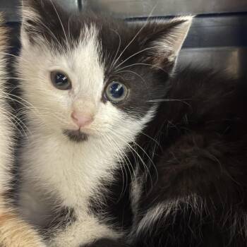 Holy Cow! -  Domestic Short Hair Cat for Adoption in Johnstown, Pennsylvania - Holy Cow! | PetCurious
