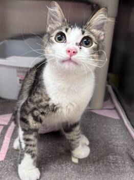 Mira -  Domestic Short Hair Cat for Adoption in Madison, Georgia - Mira | PetCurious
