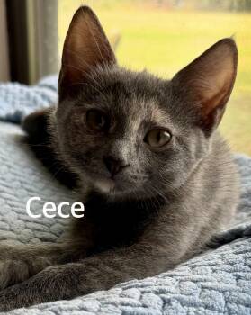 CeCe -  Domestic Short Hair Cat for Adoption in Owasso, Oklahoma - CeCe | PetCurious