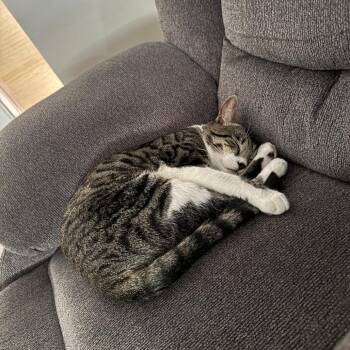 Chopper -  Domestic Short Hair Cat for Adoption - Chopper | PetCurious