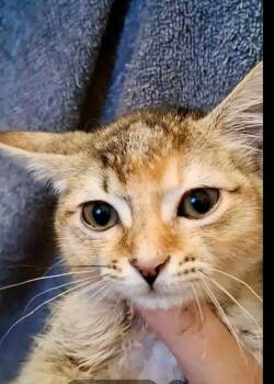 Sky -  Domestic Medium Hair Cat for Adoption in Shawnee, Oklahoma - Sky | PetCurious