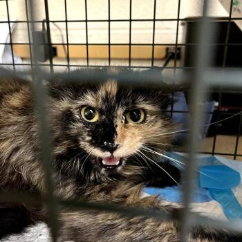 Vivian -  Domestic Long Hair Cat for Adoption in Ringtown, Pennsylvania - Vivian | PetCurious
