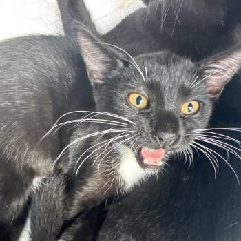 Shifu -  Domestic Short Hair Cat for Adoption in West Palm Beach, Florida - Shifu | PetCurious