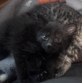 Diane -  Domestic Short Hair Cat for Adoption in Georgetown, Kentucky - Diane | PetCurious