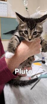 Pluto -  Domestic Short Hair Cat for Adoption in Plattsburgh, New York - Pluto | PetCurious