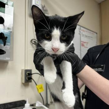 Barbossa -  Domestic Short Hair Cat for Adoption in Lakeland, Florida - Barbossa | PetCurious