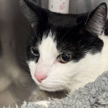 Domestic Short Hair Cats Available for Adoption - Coco | PetCurious