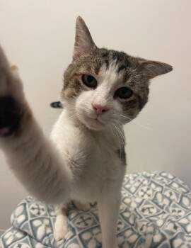 Rescue Domestic Short Hair Cats for Adoption in Indiana, Pennsylvania - Kyle | PetCurious