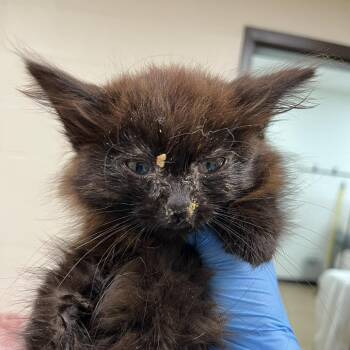 SVAS-Stray-39191 -  Domestic Long Hair Cat for Adoption in Lyndhurst, Virginia - SVAS-Stray-39191 | PetCurious