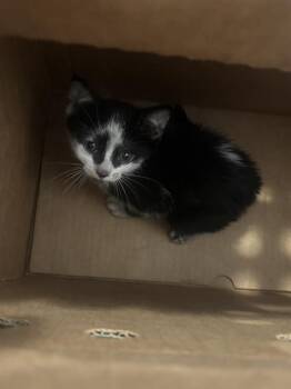 MOO -  Domestic Short Hair Cat for Adoption in Dallas, Texas - MOO | PetCurious