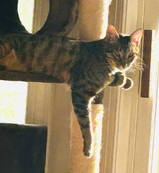 Ciaran -  Domestic Short Hair and Tabby Cat for Adoption in Attalla, Alabama - Ciaran | PetCurious
