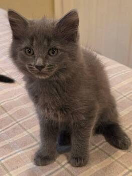 Domestic Short Hair Cats Available for Adoption in Holbrook, New York - WINSTON | PetCurious