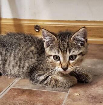 Rescue Domestic Short Hair and Tabby Cats for Adoption in Lemont, Illinois - Leo | PetCurious