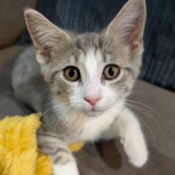 Buffy - Big Personality -  Domestic Short Hair Cat for Adoption in Hamilton, Ontario - Buffy - Big Personality | PetCurious