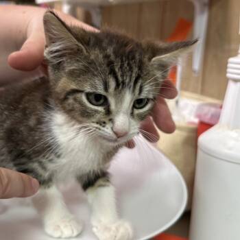 Bugs -  Domestic Short Hair Cat for Adoption in Leander, Texas - Bugs | PetCurious