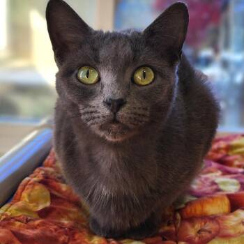 American Shorthair Cats Available for Adoption in Columbus, North Carolina - Rio | PetCurious
