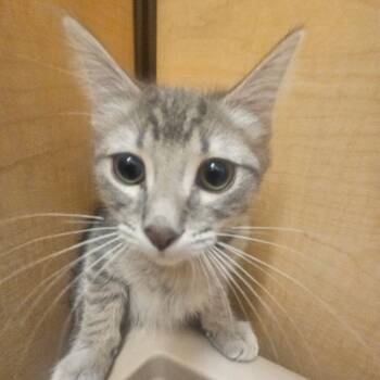 Rescue Domestic Short Hair Cats for Adoption in Grantsville, Utah - Blackberry | PetCurious