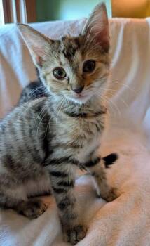 Buttercup -  Domestic Short Hair Cat for Adoption in Fishers, Indiana - Buttercup | PetCurious